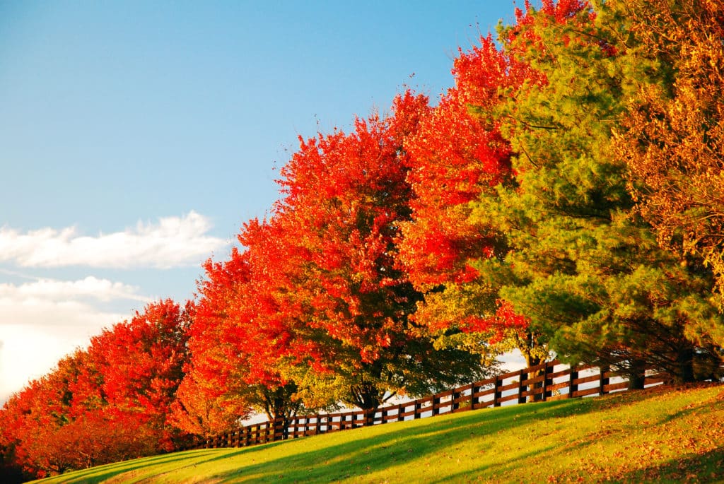 Kentucky Thanksgiving Best Fall Festivals in Lexington Gold Shield Cars