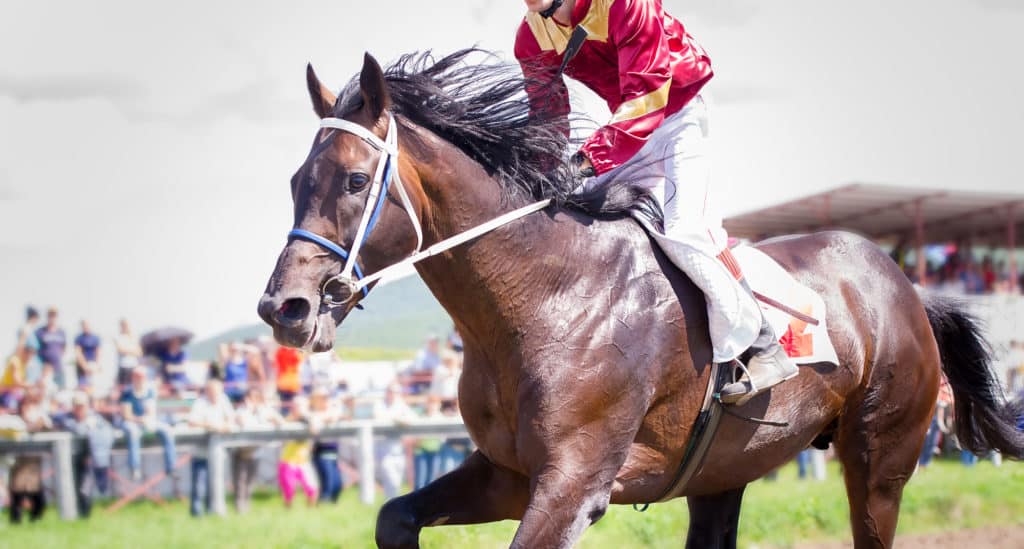 racing horse portrait in action on competition